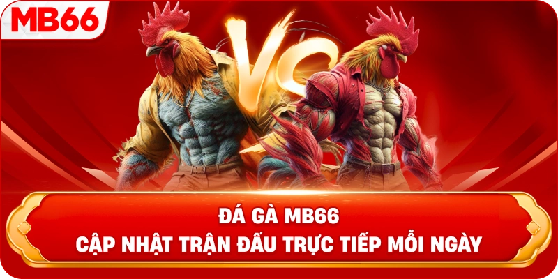 Đá gà MB66 cập nhật trận đấu trực tiếp mỗi ngày 