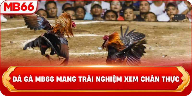 Đá gà MB66 mang trải nghiệm xem chân thực 