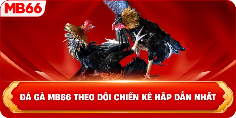 Đá gà MB66 theo dõi chiến kê hấp dẫn nhất 