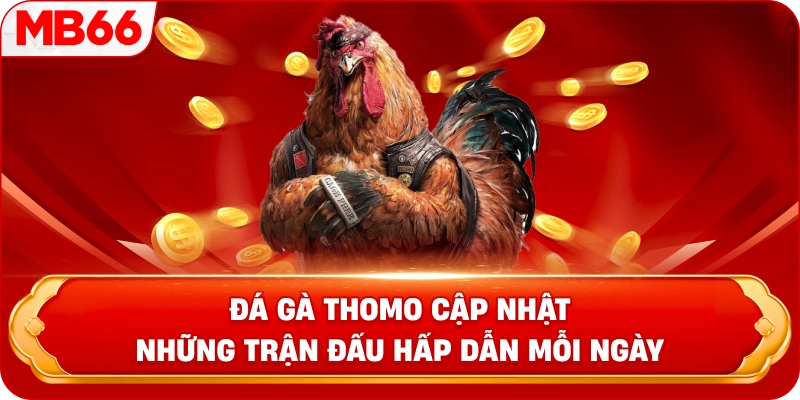 Đá gà Thomo cập nhật những trận đấu hấp dẫn mỗi ngày