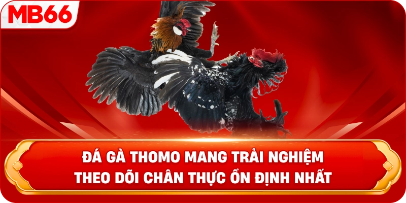Đá gà Thomo mang trải nghiệm theo dõi chân thực ổn định nhất 