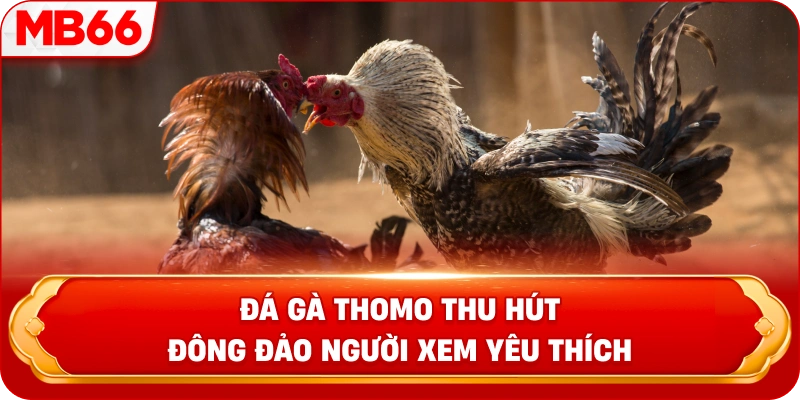 Đá gà Thomo thu hút đông đảo người xem yêu thích 