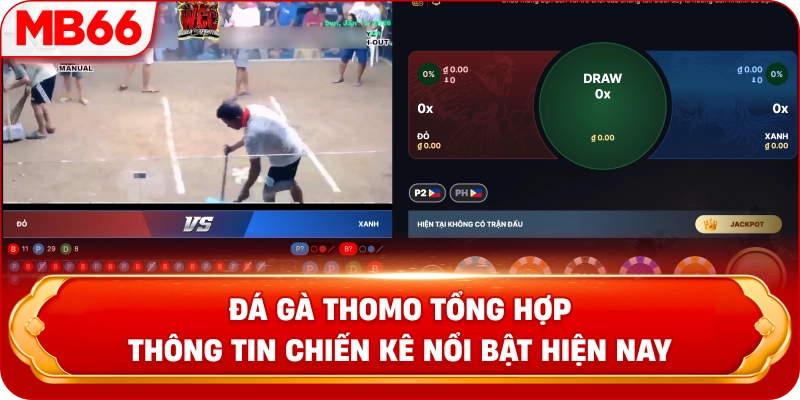 Đá gà Thomo tổng hợp thông tin chiến kê nổi bật hiện nay 