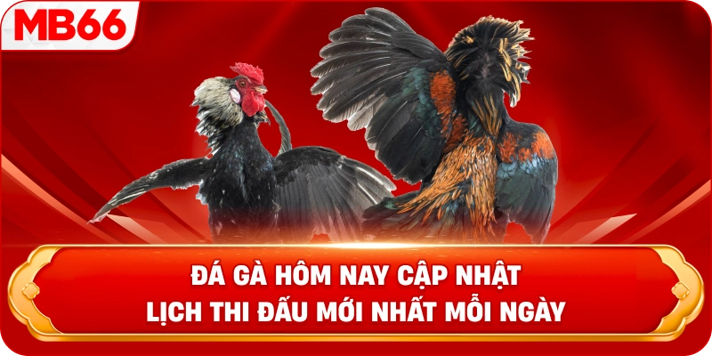 Đá gà hôm nay cập nhật lịch thi đấu mới nhất mỗi ngày