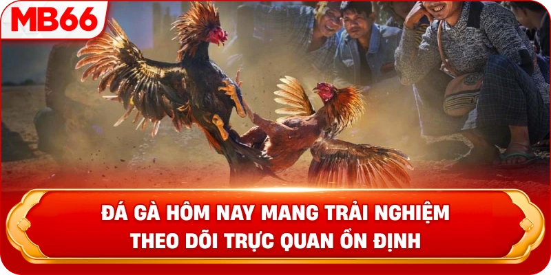 Đá gà hôm nay mang trải nghiệm theo dõi trực quan ổn định