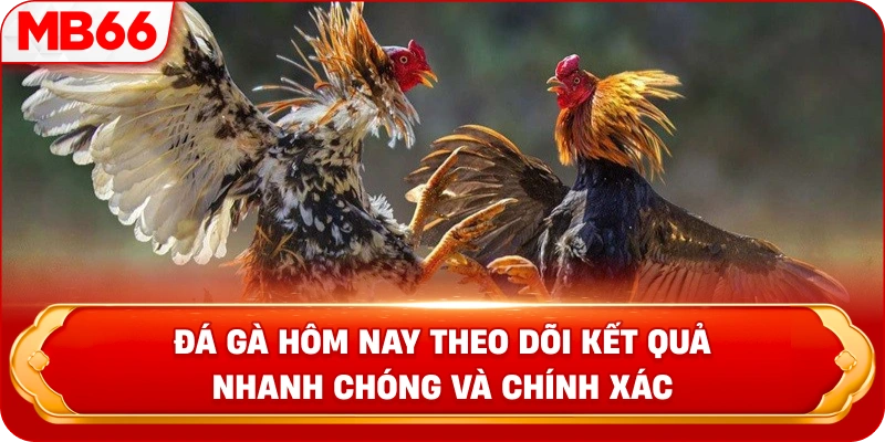 Đá gà hôm nay theo dõi kết quả nhanh chóng và chính xác