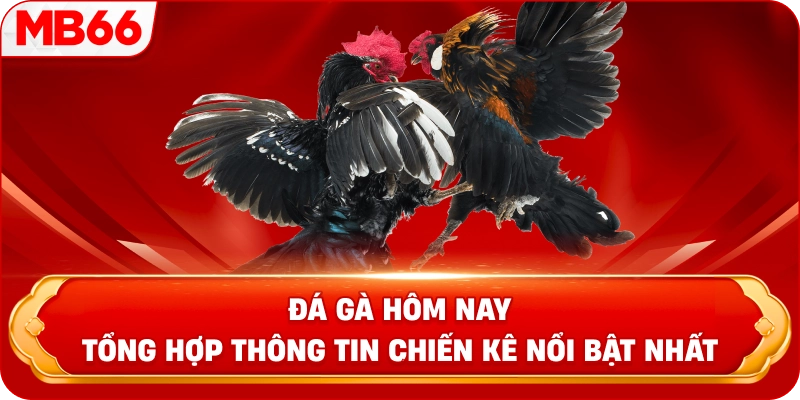 Đá gà hôm nay tổng hợp thông tin chiến kê nổi bật nhất